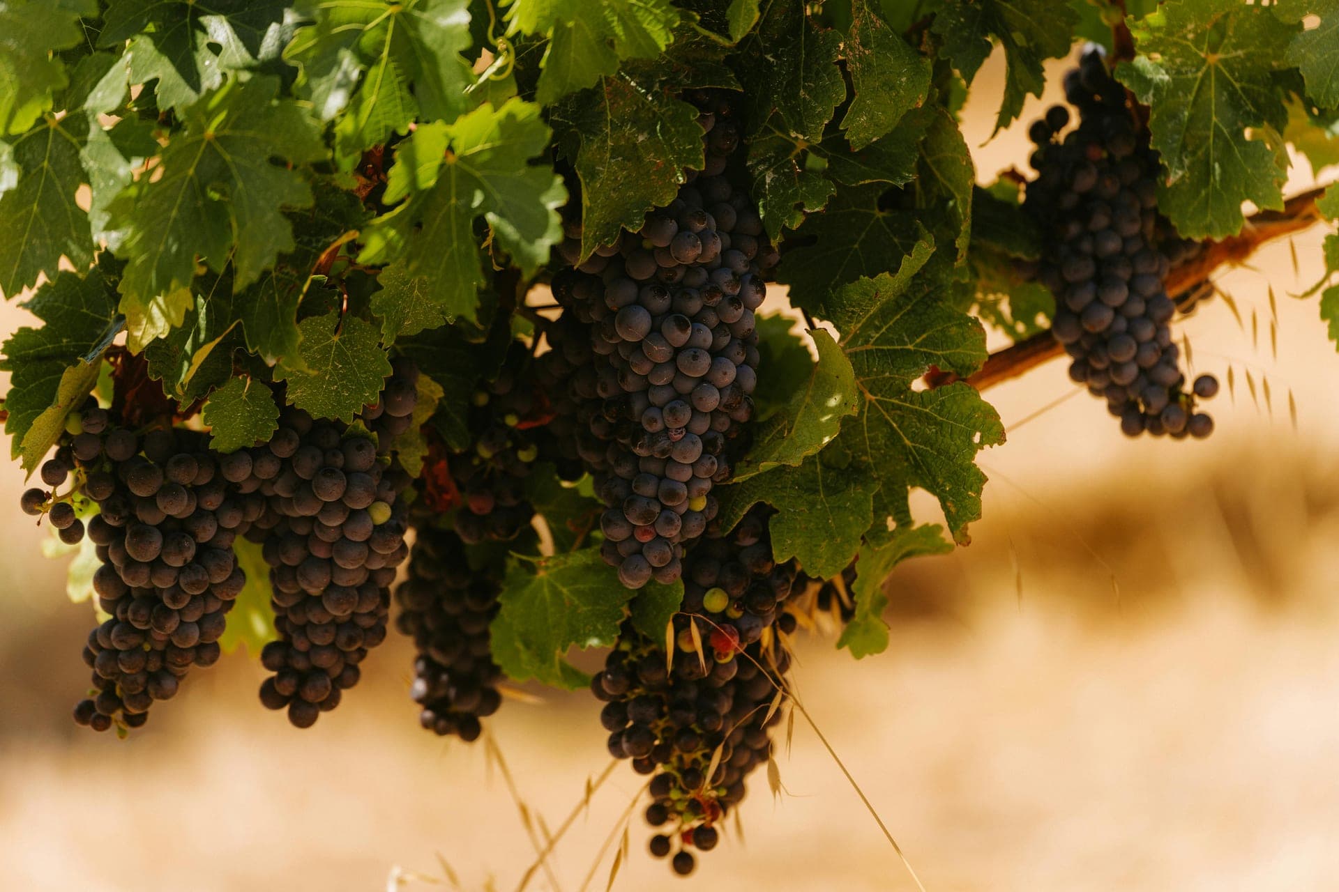 Cantini Estates — ecosistema de fine wine en Alto Agrelo, Mendoza